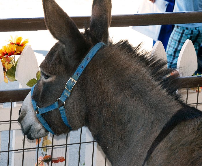 Donkey 1